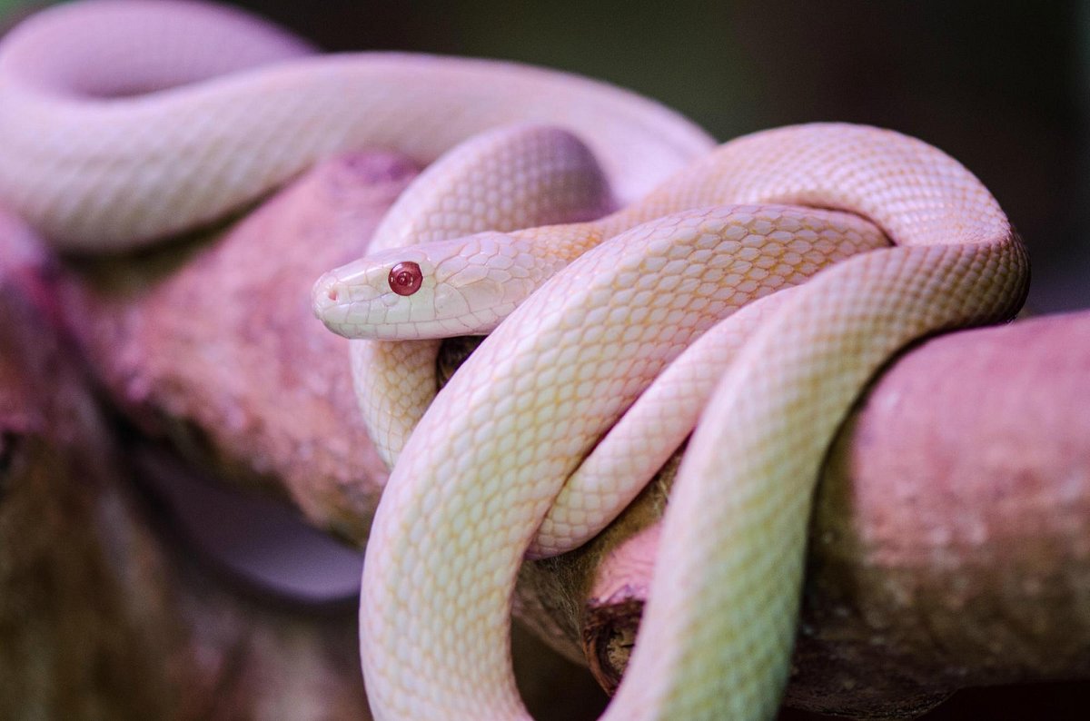 日本のヘビの種類は？写真や画像付き一覧で名前や生態を紹介！ – 生物モラトリアム
