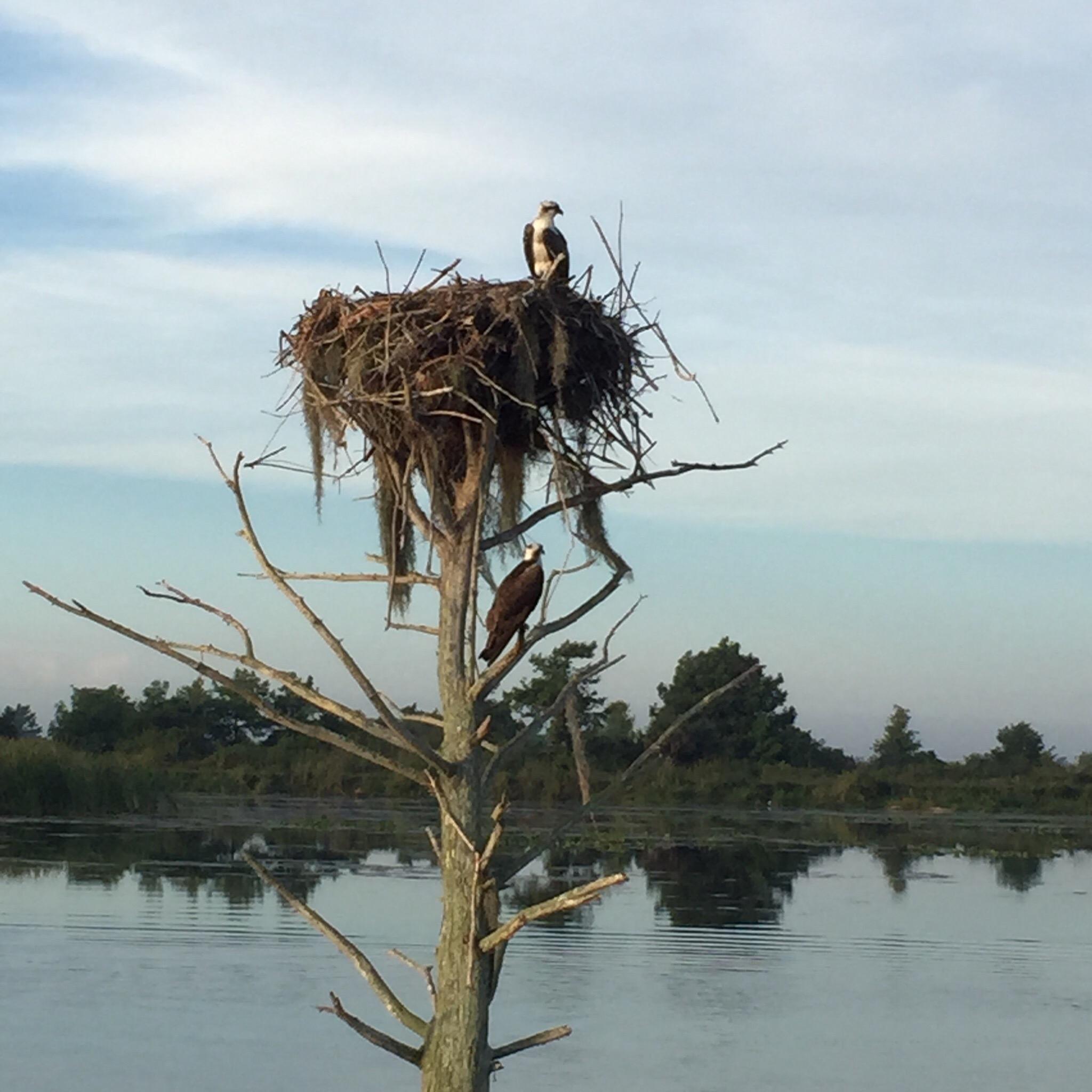 Florida Cracker Airboat Rides Vero Beach All You Need To Know   Early Summer Morning 