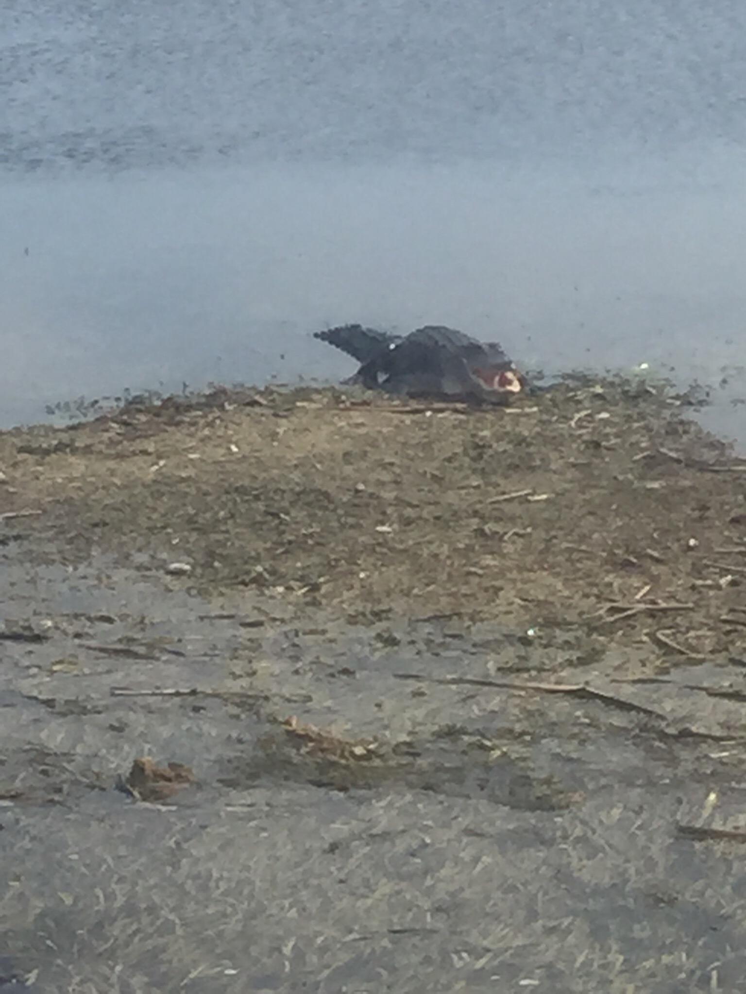 FLORIDA CRACKER AIRBOAT RIDES Vero Beach 2022 Qu Saber Antes De Ir   Early Summer Morning 