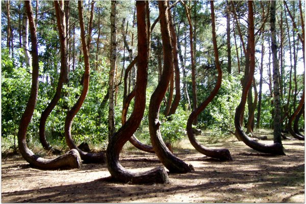 The most mysterious forest in the world, where trees have strange shapes