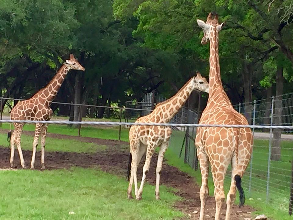 Natural Bridge Wildlife Ranch All You Need to Know BEFORE You Go