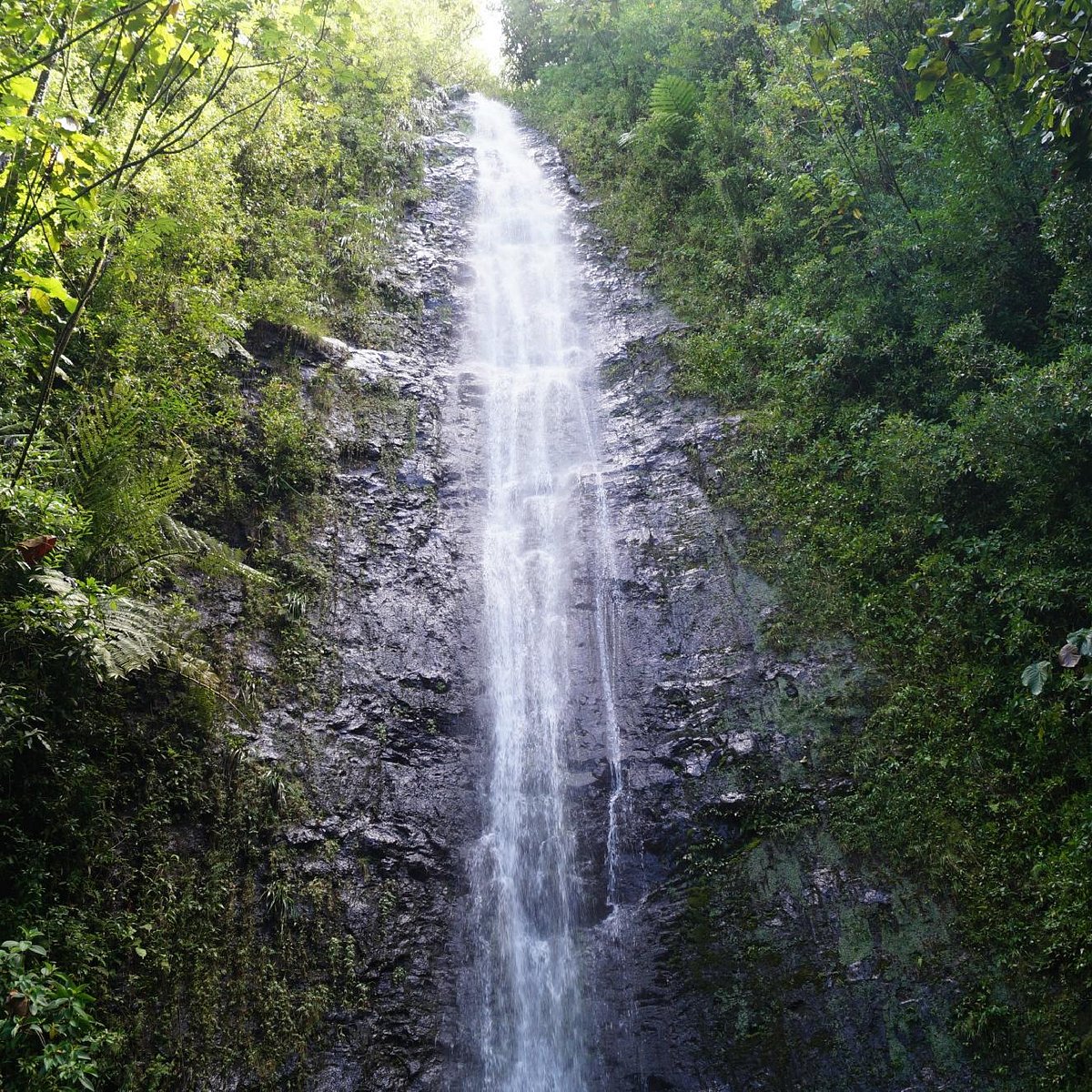 Manoa Falls (Honolulu) - 2021 All You Need to Know BEFORE You Go (with Photos) - Tripadvisor
