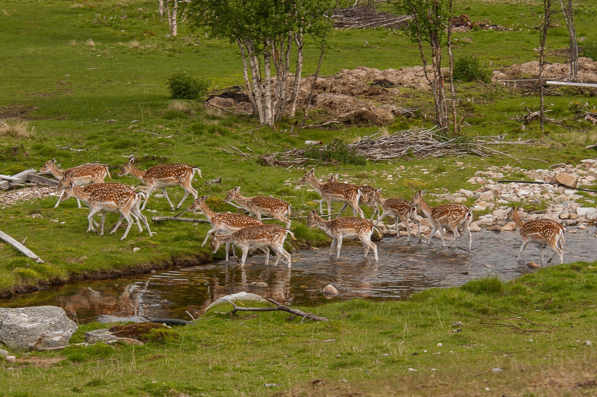 Rondane friluftssenter AS by null