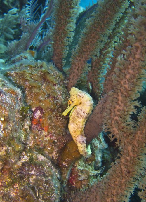 Little Cayman MurTheExplorer review images
