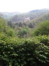 Waldfloh
