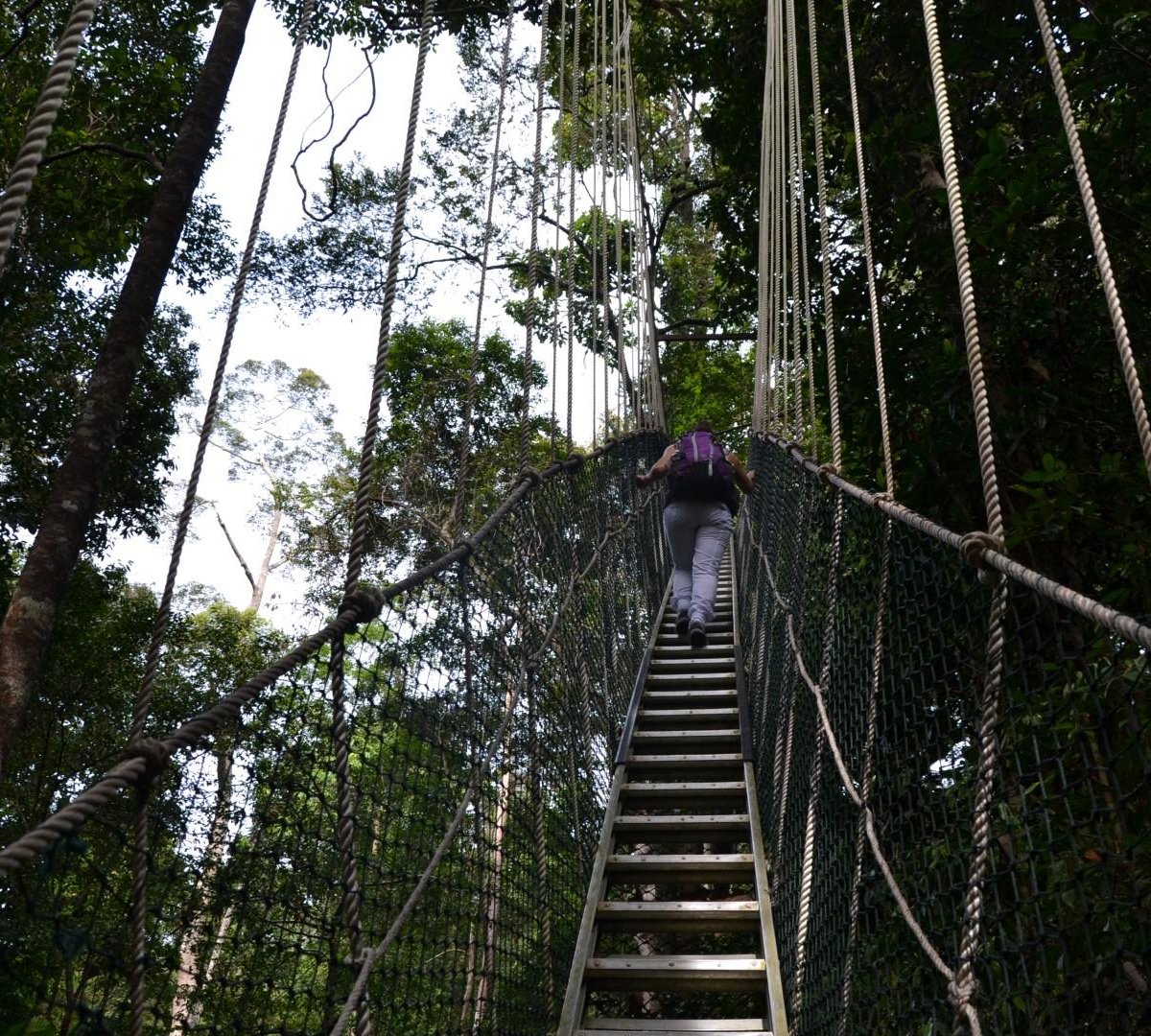 Taman Negara National Park - O que saber antes de ir (2025)