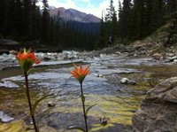 Montana Creek: Where Wild Beauty Meets Tranquility