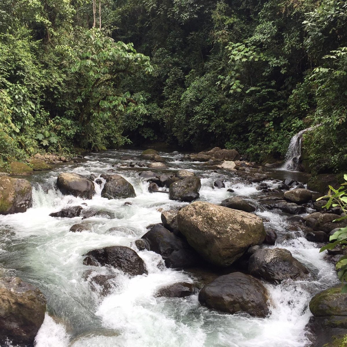 MINDO NAMBILLO CLOUD FOREST RESERVE - Qué SABER antes de ir