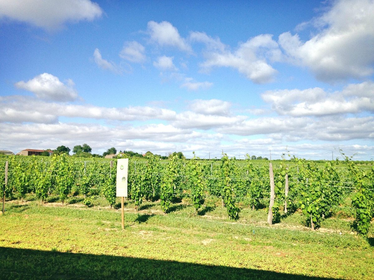 LES VIGNERONS DE TUTIAC (Marcillac): Tutto quello che c'è da sapere