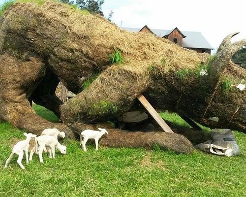 Rio Grande do Sul celebra pela primeira vez o Dia da Chimia; saiba