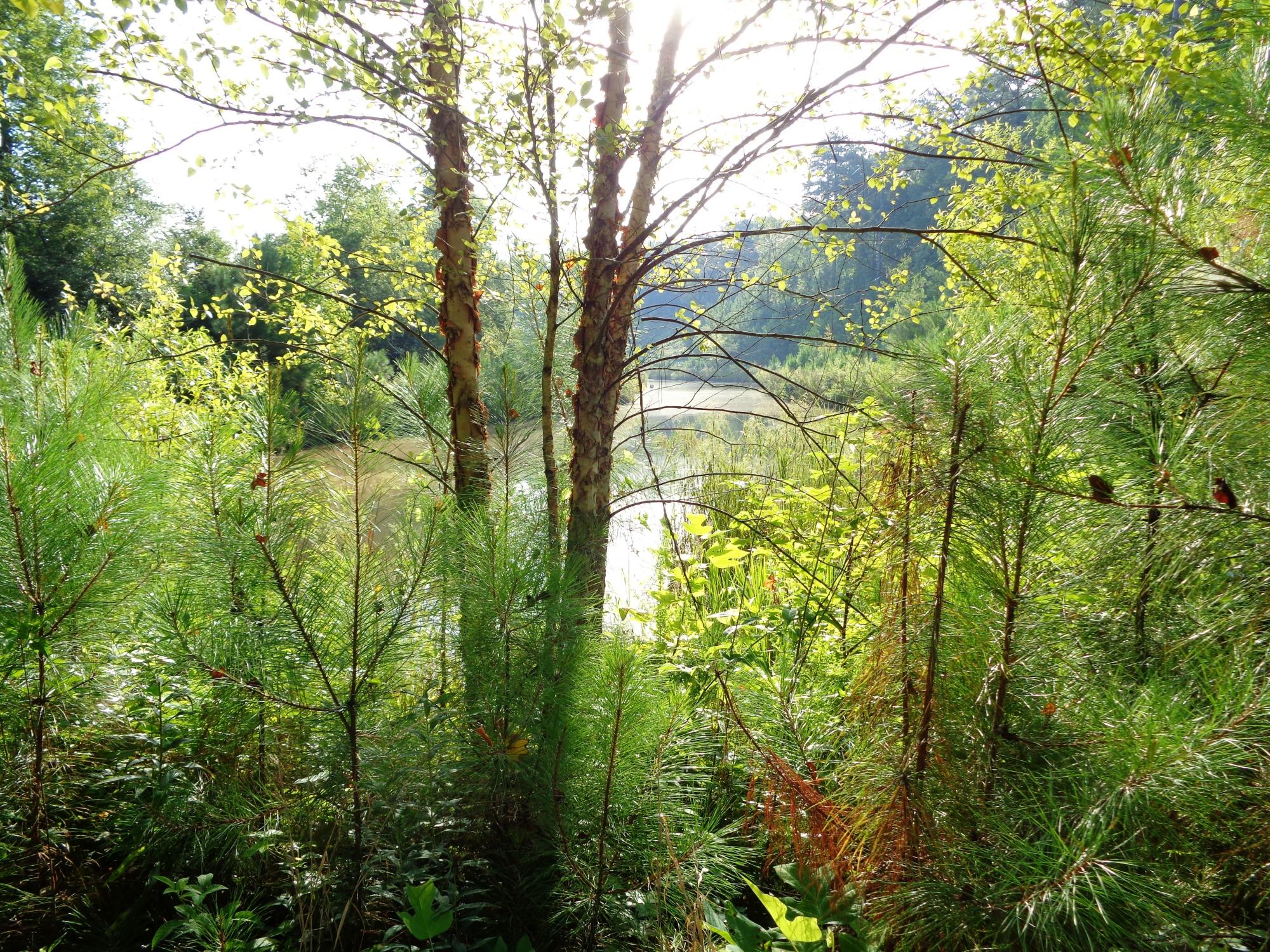 Big Creek Greenway, Alpharetta: лучшие советы перед посещением ...