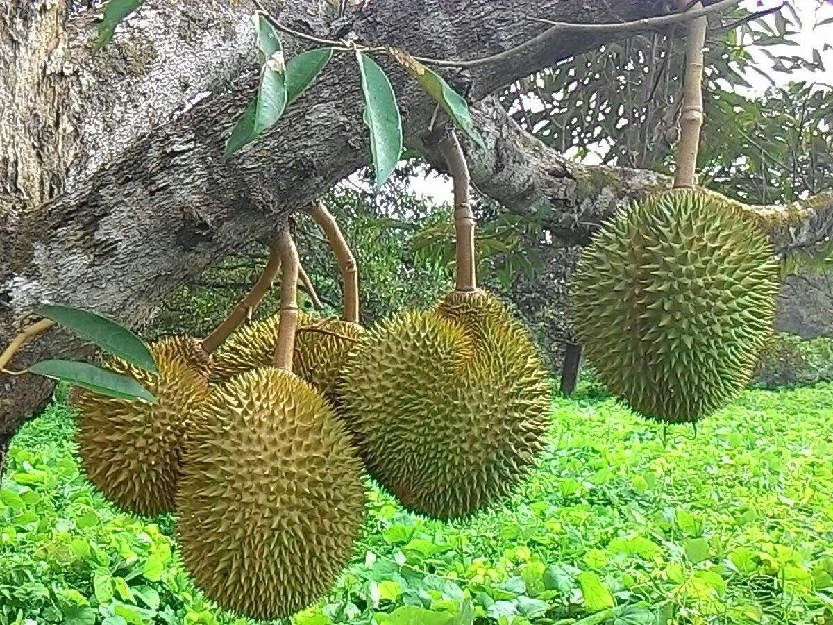 KARAK ORGANIC DURIAN FARM - All You Need to Know BEFORE You Go