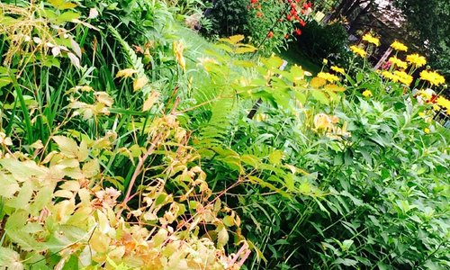 Jardin fleuri