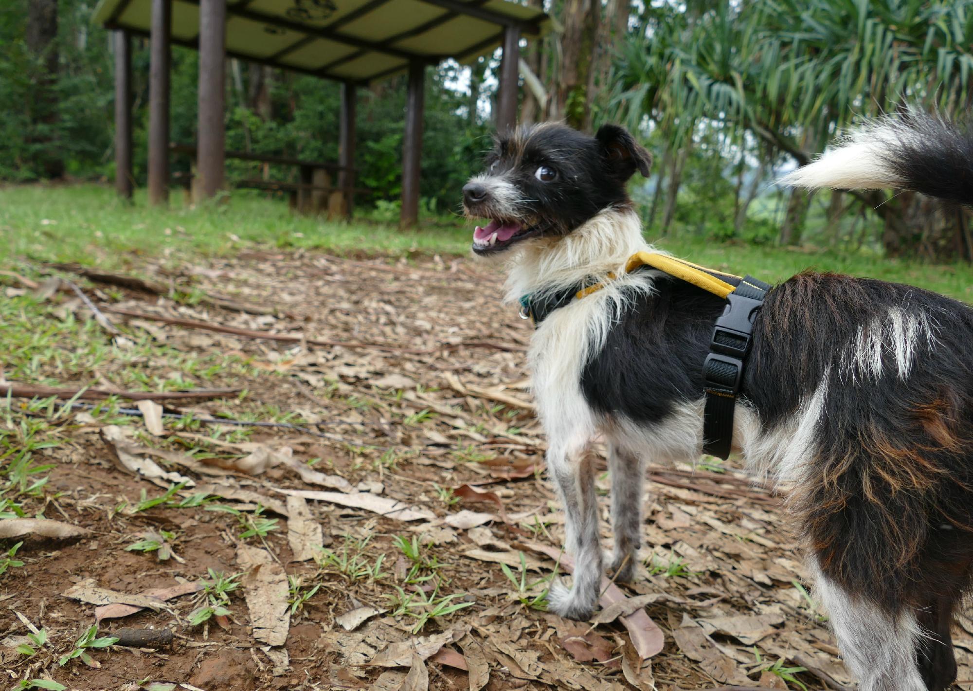 Kauai Humane Society Shelter Dogs on Field Trips All You Need