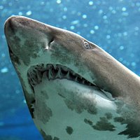 Cretaquarium-Taurus shark