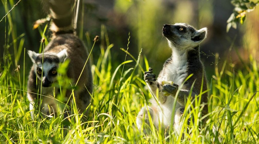 Lemur kata