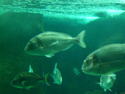 Aquarium de Belle-Isle-en-Terre : une plongée sous l'eau des rivières de  Bretagne