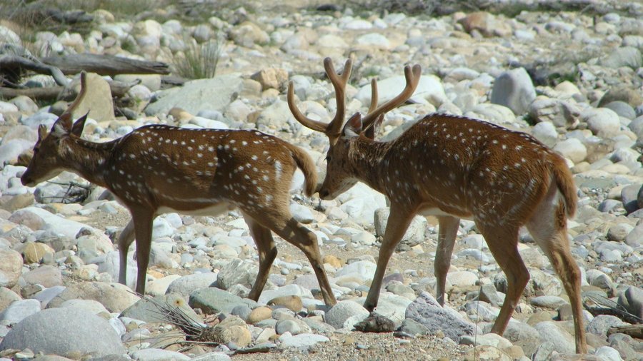Deer