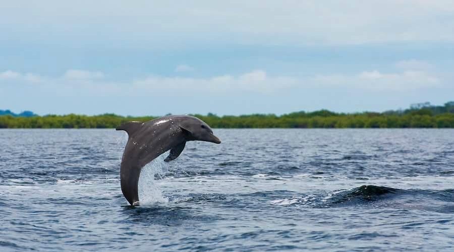 Dolphin Watching