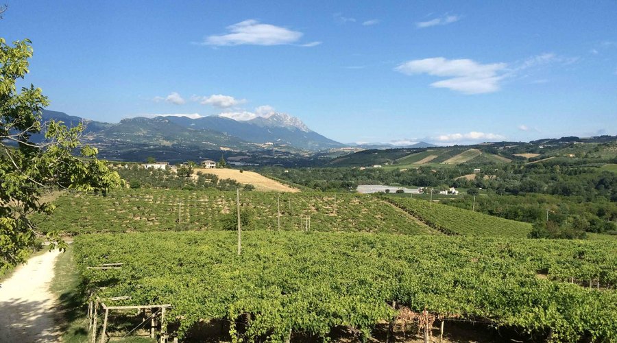 I vigneti di Loreto Aprutino