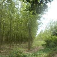 Bosco di pioppi nei pressi del lago