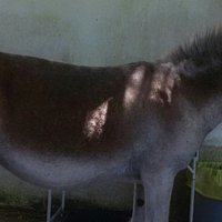 Reserva de Burros