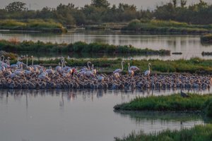 Viaggiatori