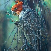 This painting is of a male gang gang cockatoo....a species often seen locally and when feeding q
