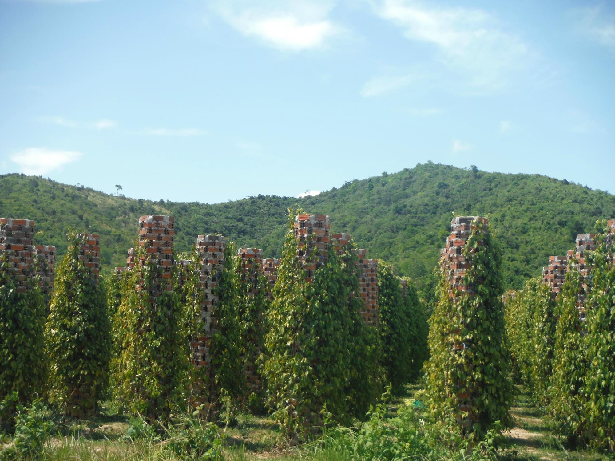 Starling Farm (Kampot) - 2022 Alles Wat U Moet Weten VOORDAT Je Gaat ...