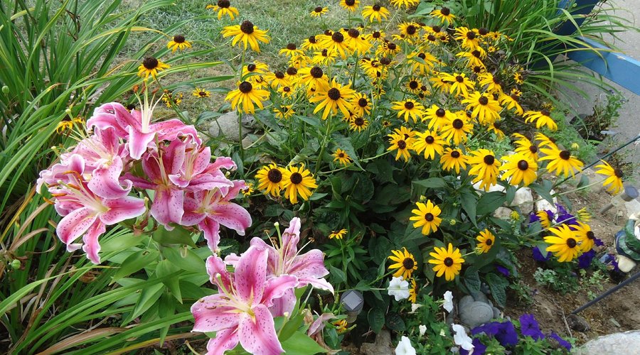 More beautiful flowers