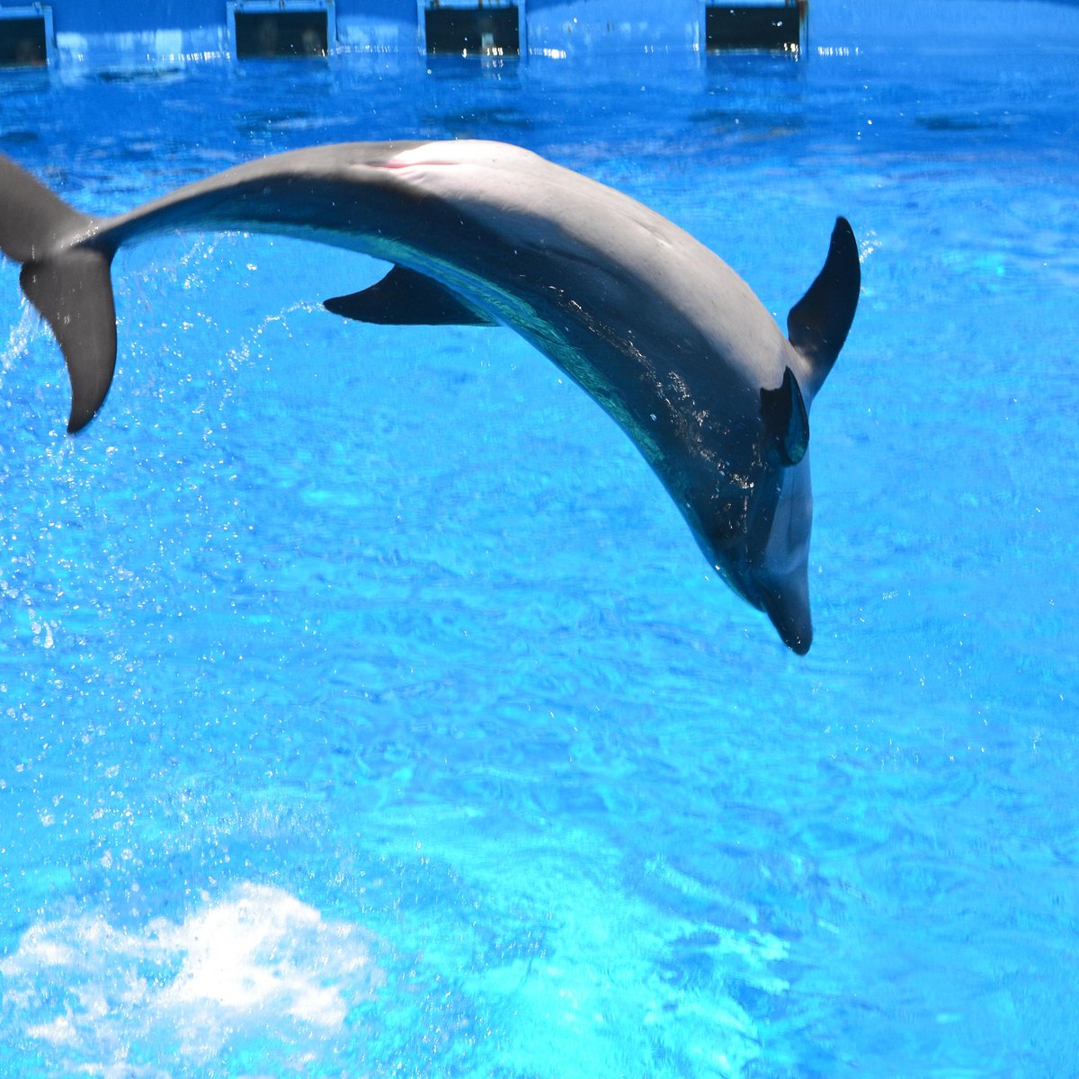 Dolphin World - All You Need to Know BEFORE You Go (with Photos)