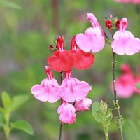 Flores
