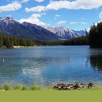 Ducks by the Lake