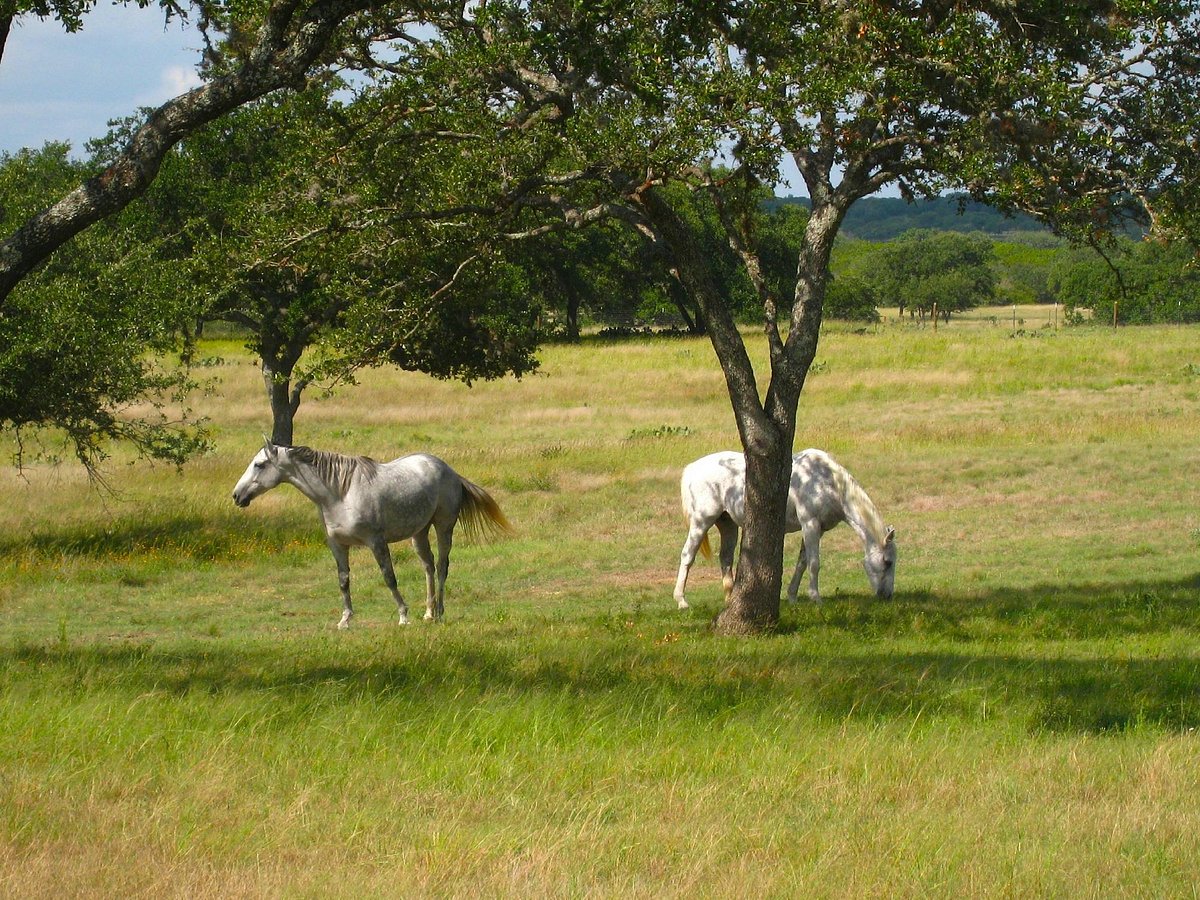 TEXAS BIKE TOURS (Fredericksburg) All You Need to Know BEFORE You Go