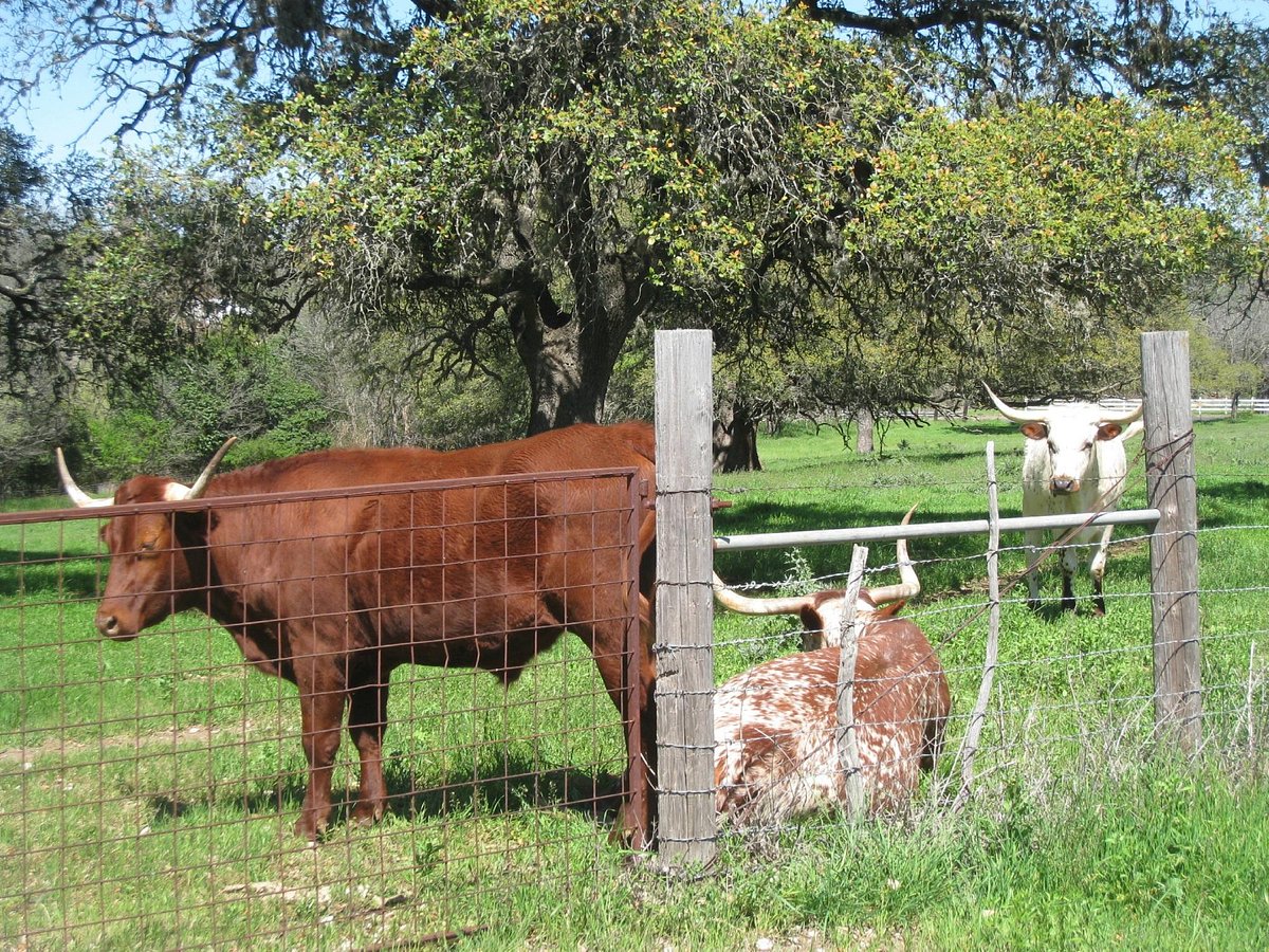 TEXAS BIKE TOURS (Fredericksburg) All You Need to Know BEFORE You Go