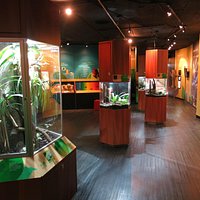 Exhibición de las ranas/ Frog exhibit