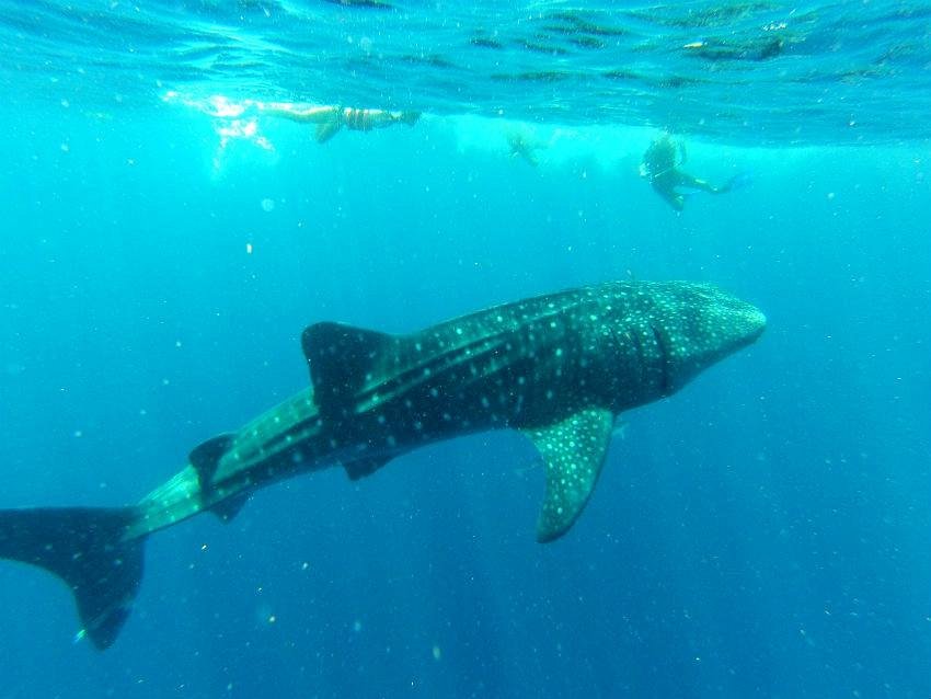 whale shark experience cancun