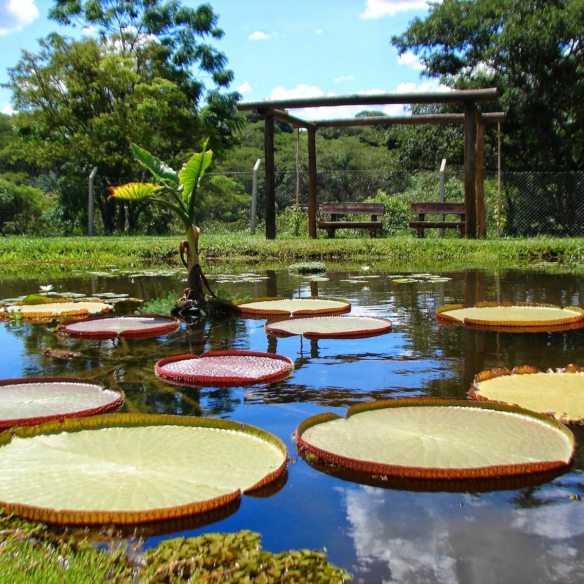 Jardim Botânico desenvolve visitação em 360 graus para oferecer lazer na  pandemia em Bauru, Bauru e Marília