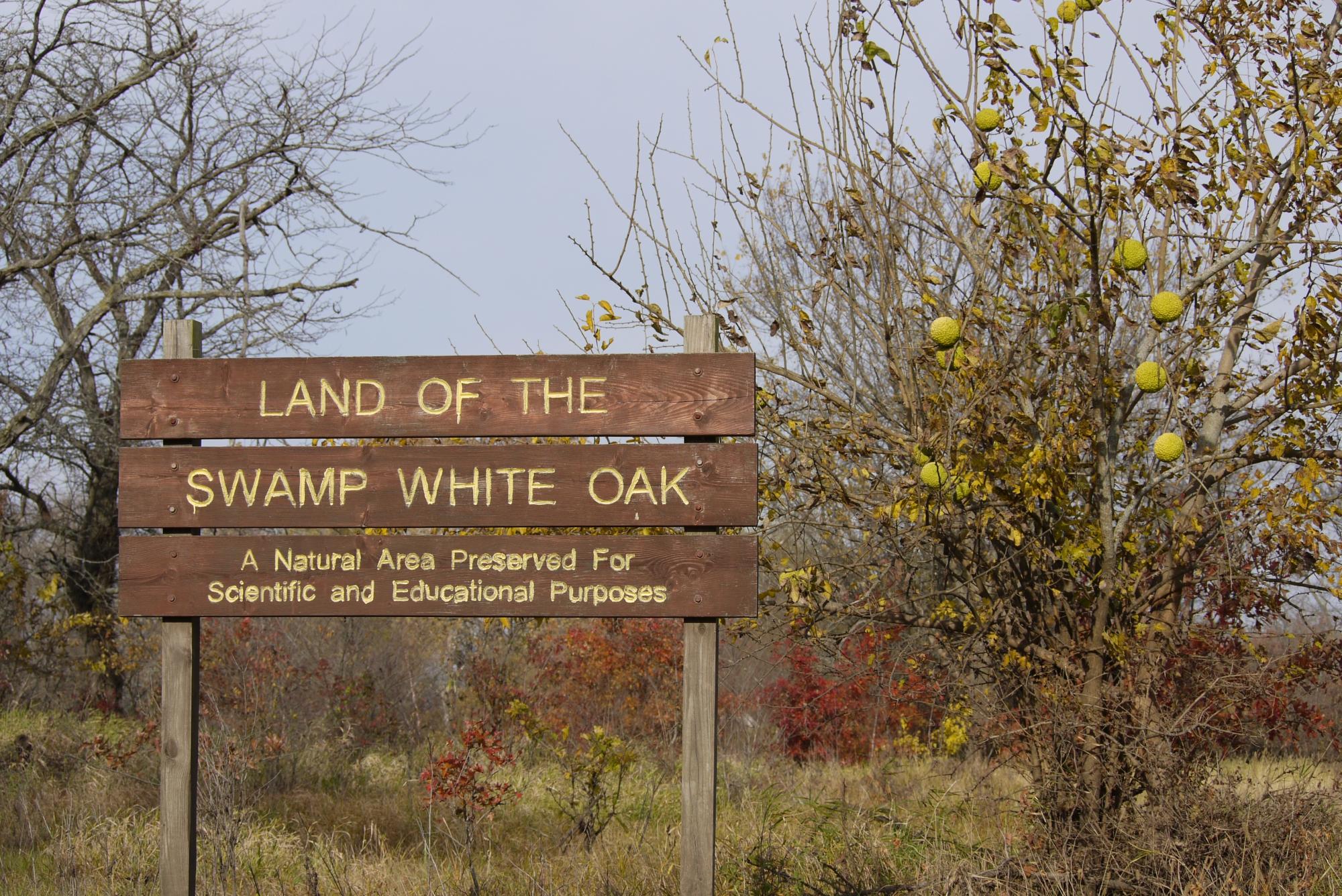 Land Of The Swamp White Oak Preserve (Muscatine) - 2022 Alles Wat U ...