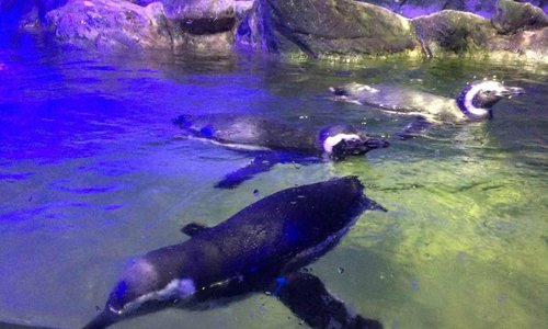 pinguins