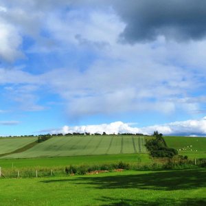 Rolling hills of green and grazing sheep