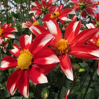 Dahlias