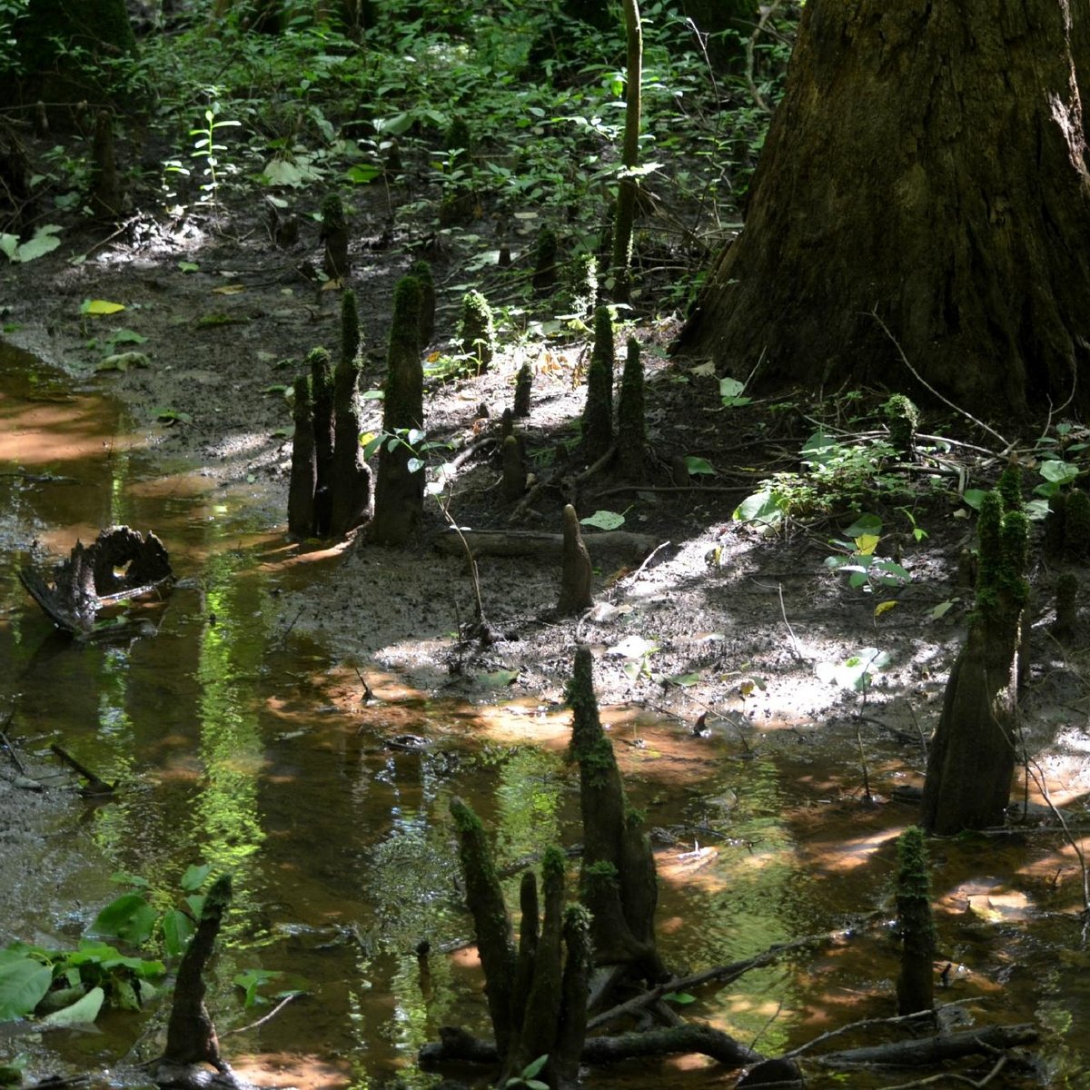 Cypress Grove Nature Park (Jackson) - 2022 Lo que se debe saber antes ...