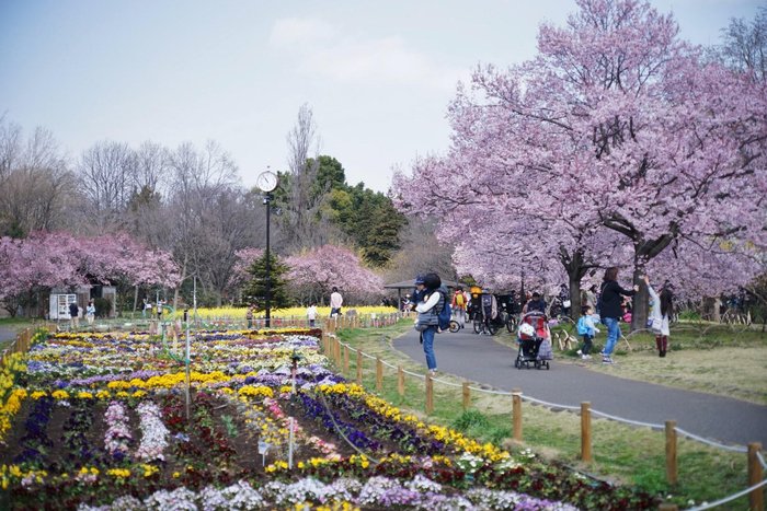 蘆花公園、春は菜の花と高遠桜