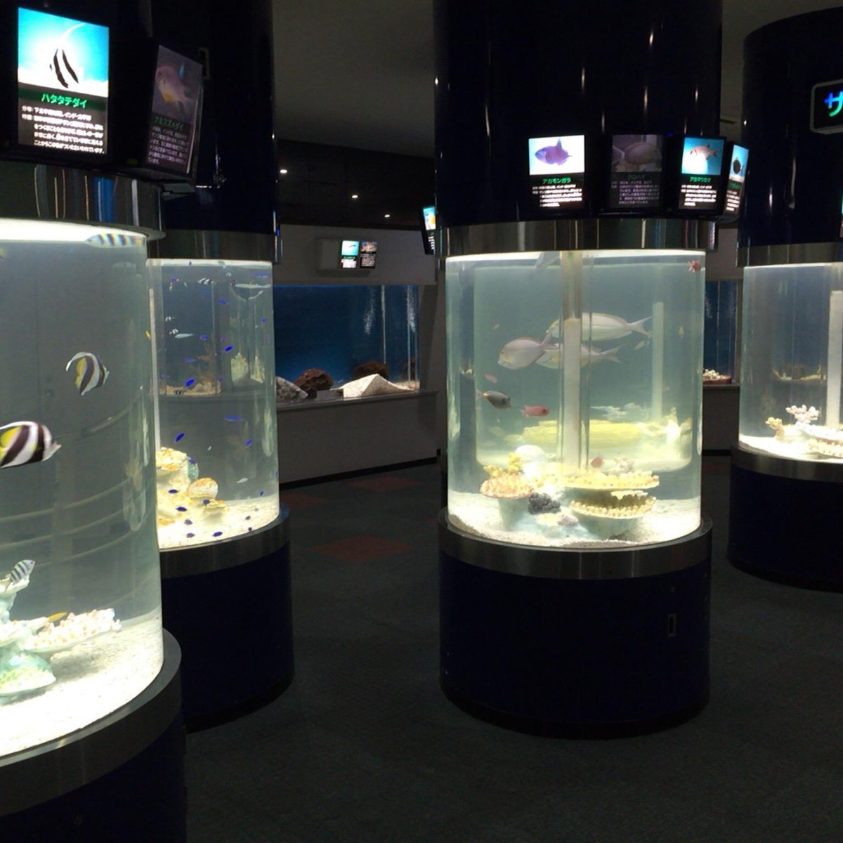 Sunpiazza Aquarium, Саппоро: лучшие советы перед посещением - Tripadvisor