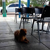 Cia canina no lado externo: local limpo e os cães não incomodam em nada
