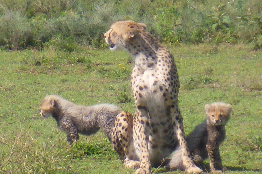 unique safaris tanzania