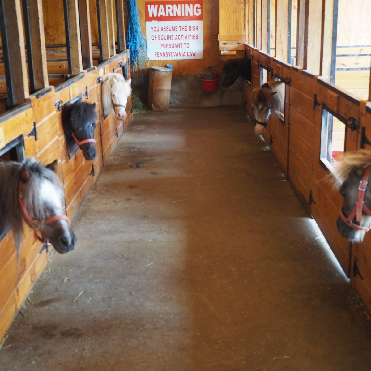 Collection 92+ Pictures The Li'l Country Store & Miniature Horse Farm