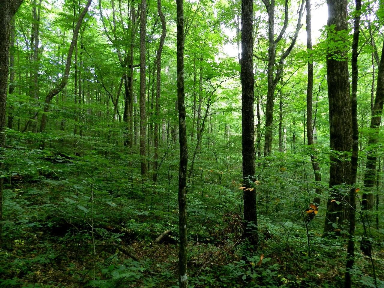 Camping near joyce kilmer memorial forest sale