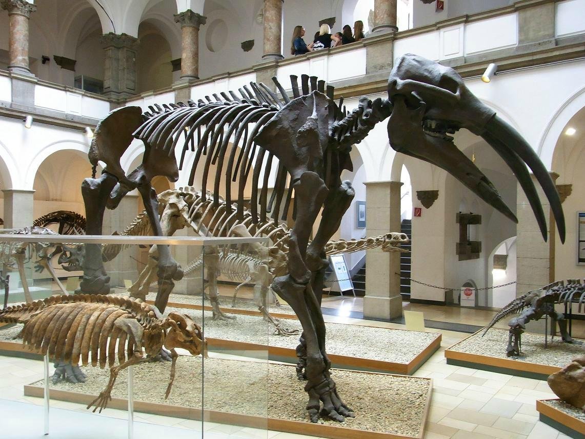 Paleontological Museum Munich, Мюнхен: лучшие советы перед посещением -  Tripadvisor